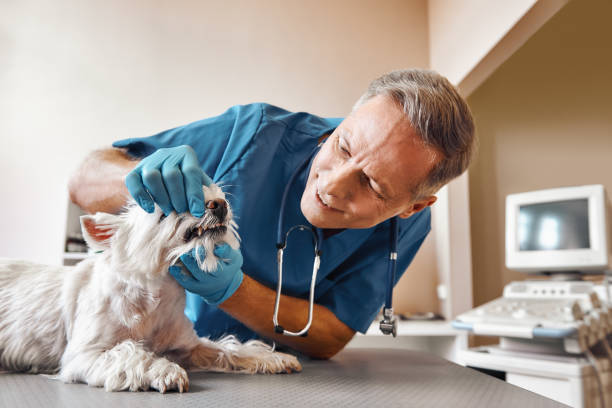 Best Emergency Dental Extractions in South Bloomfield, OH